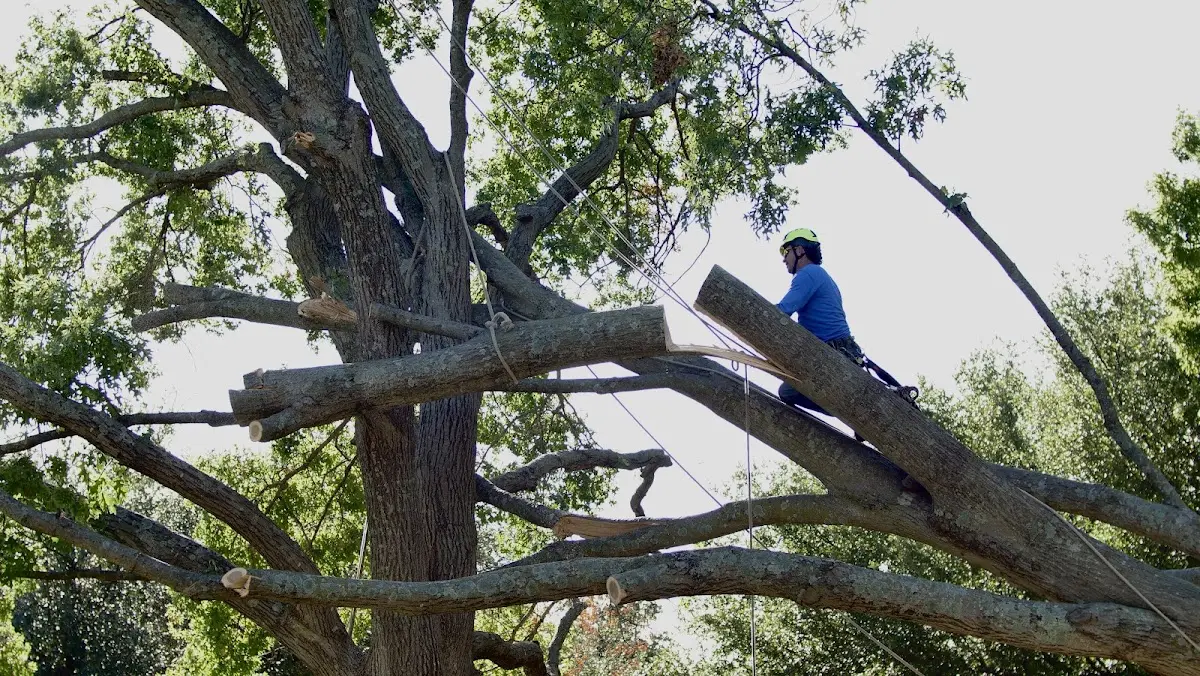 Professional Crown Thinning performed by certified arborists in Wilder